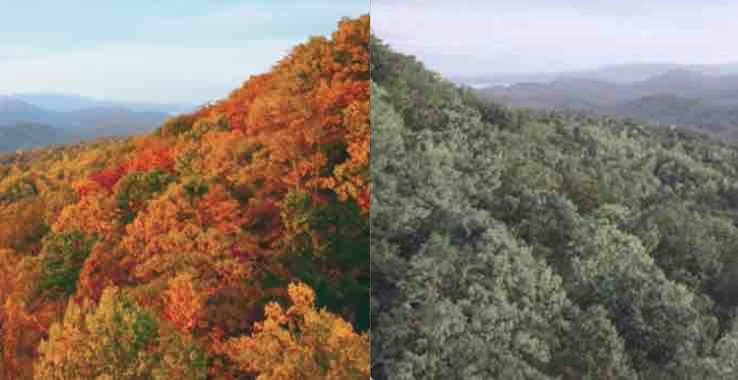 Park Installs Device For the Colorblind so They Can Enjoy Dazzling Fall Colors – Watch the Emotional Reactions