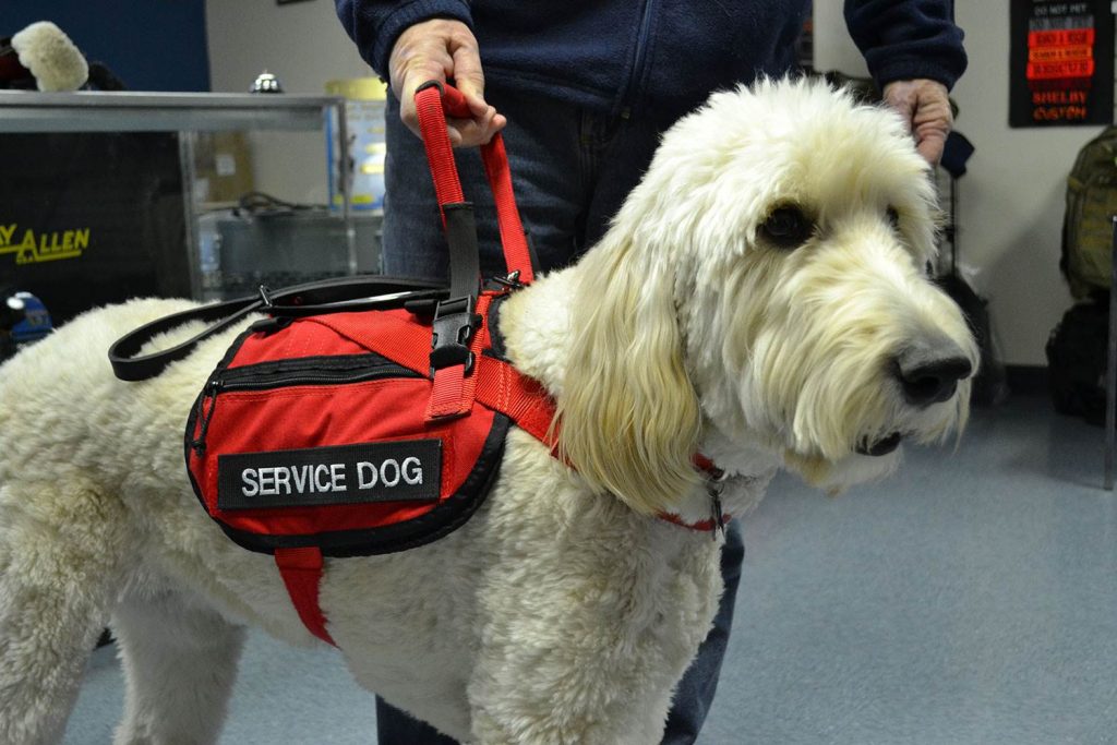 blonde standard poodle wearing vest with 'service dog' on the side